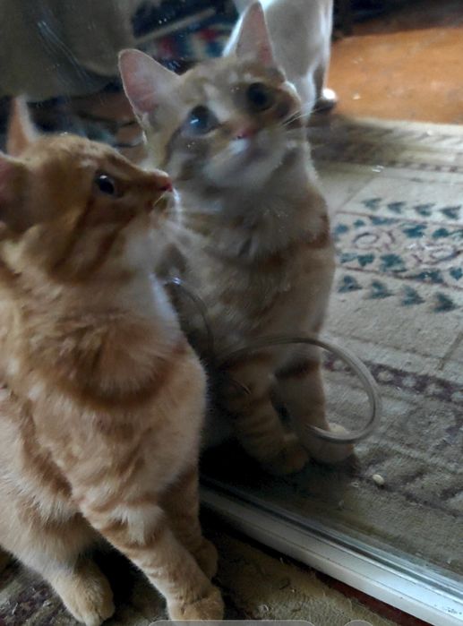 Котенок породы скотиш страйт