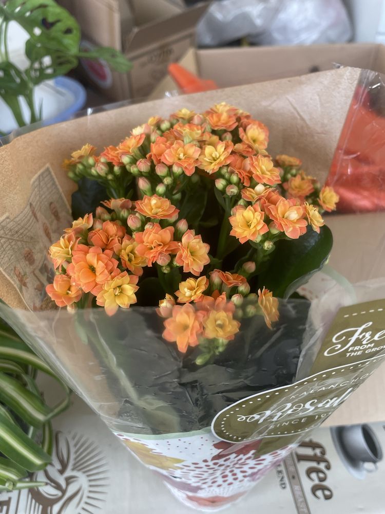 Подарочные цветы