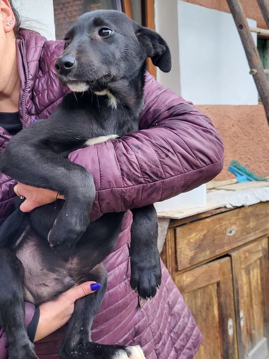 Catei pt adoptie responsabila