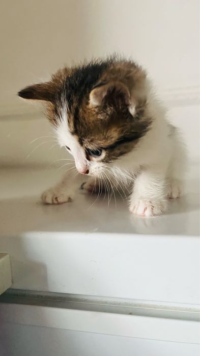 Котенки домашнык