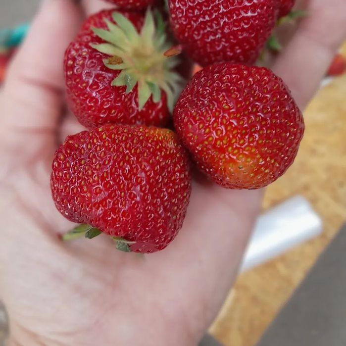 Продам рассаду клубники