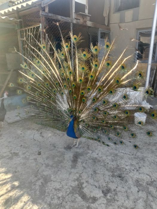 Павлины 1 самец 1 самка