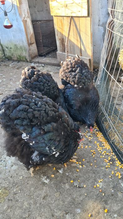 Gaini Conchinchina urias bobat