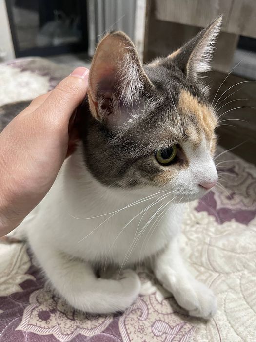 Кошечка бесплатно даром