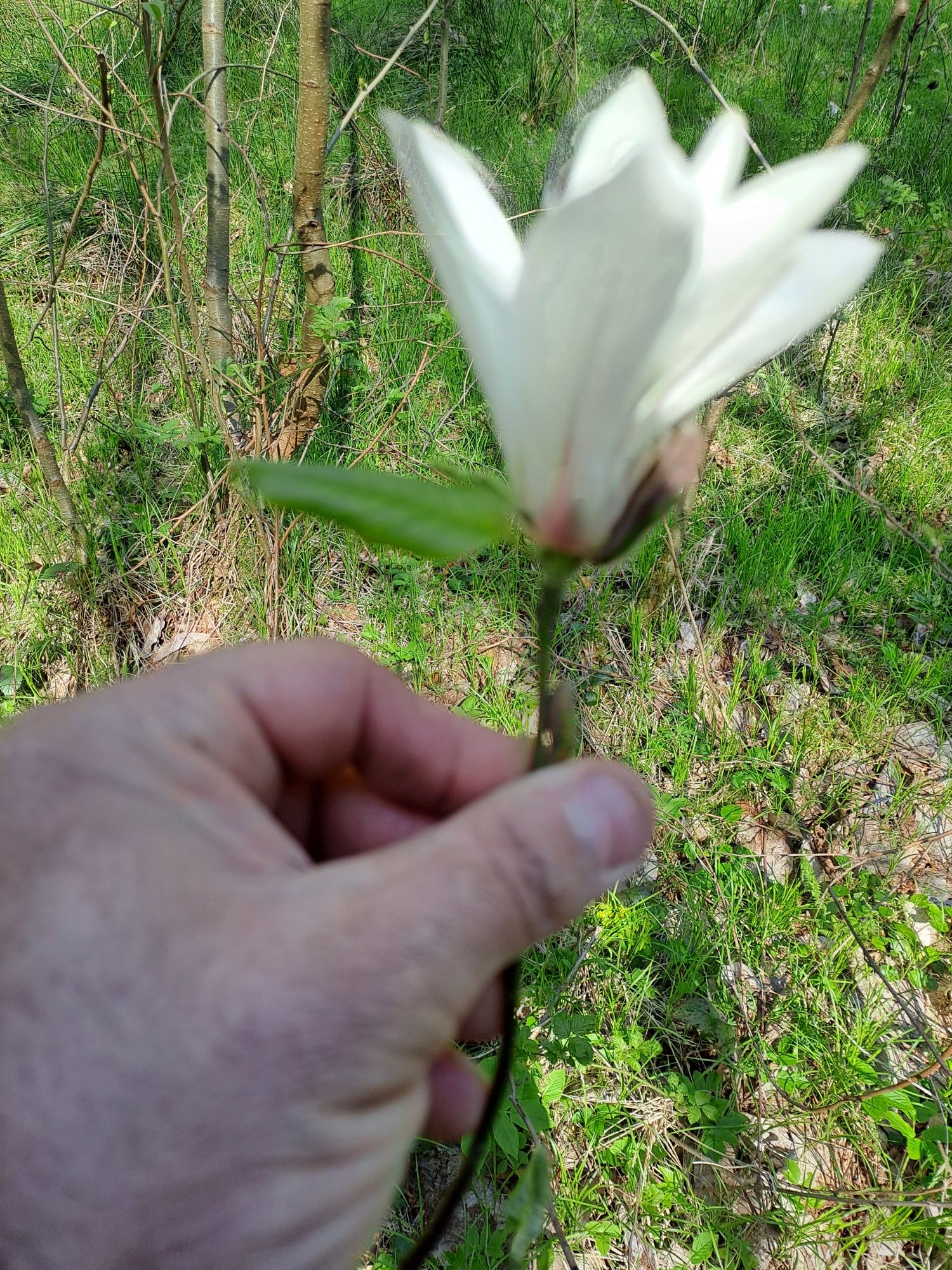 Vând magnolie floare alba