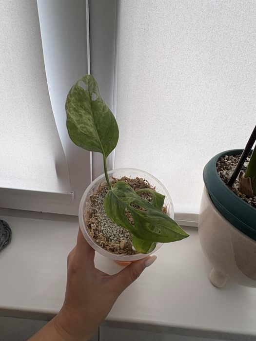 продам монстеру адонсони редкий сорт вариегатный