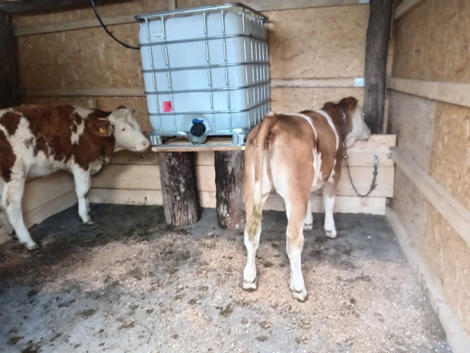 Vînd 2 vițele preț 9000 lei negociabil