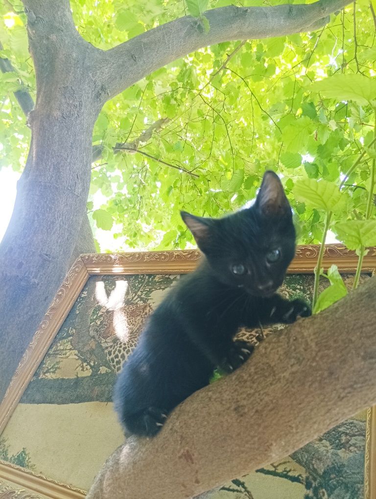 Котята отдам даром в добрые руки