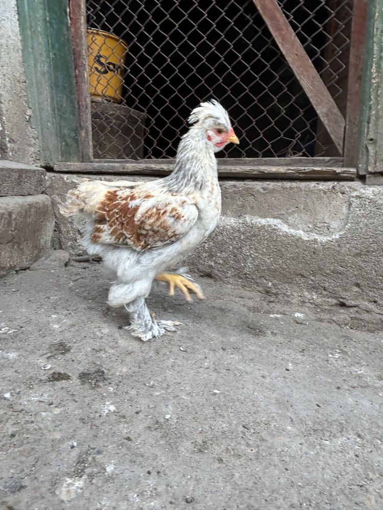 Vand pui moțati