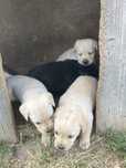 Donez pui labrador femela