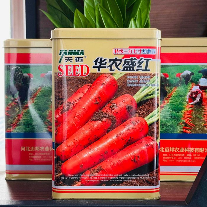 SARIQ SABZI urug'i – Carrot Seed (TANMA)