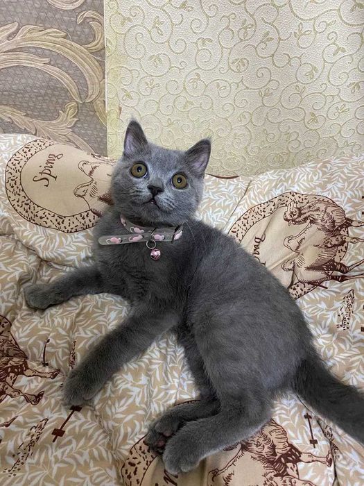 Продаётся котёнок