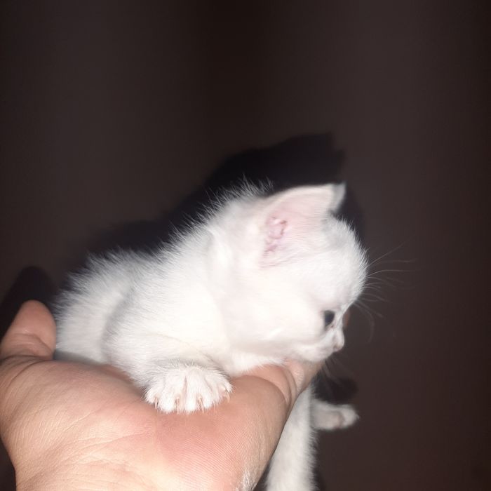 Aqilli Mushuk bolalari sotiladi