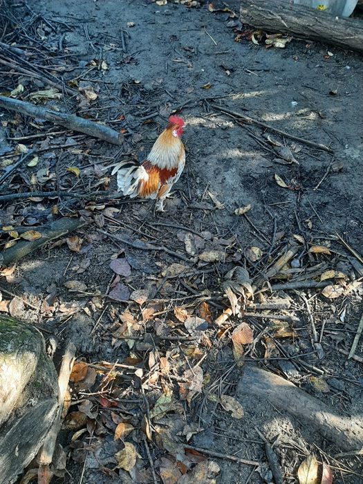 Rate ,Gâște , Cocoși, Iepuri diferite varste si culori