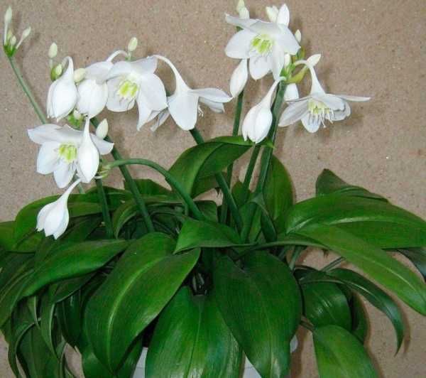 Амазонская лилия (Эухарис)