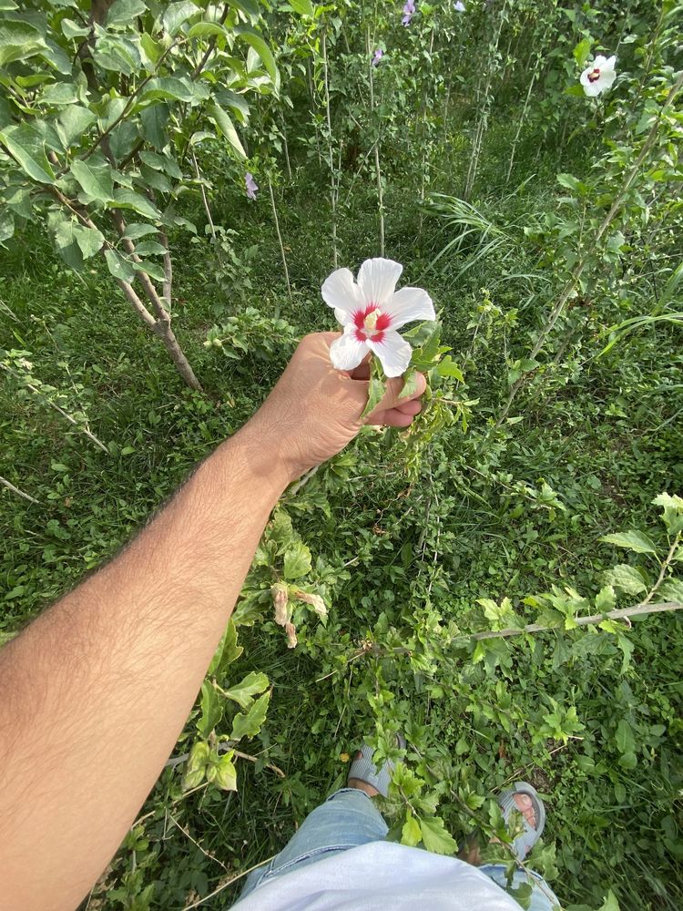 Гибискус сирийский  Роза Растение
