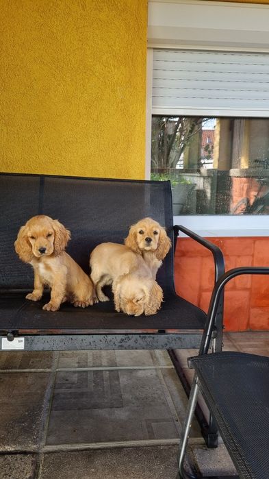 Кучета кокер шпаньол