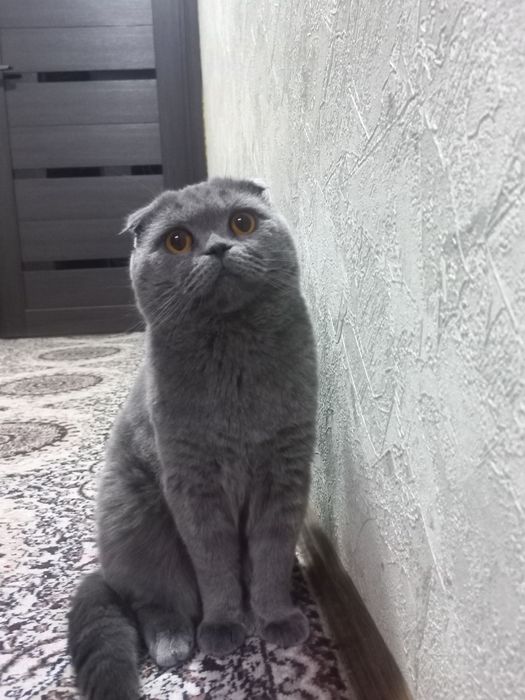 Тоза скотш Фолд мушук сотилади