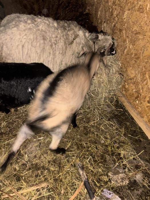 De vanzare !!! Se vand impreuna la pachet