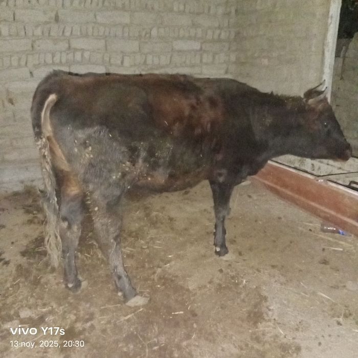 Bir qorin tuqqan boqilgan sigir