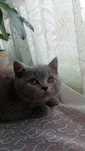 British shorthair