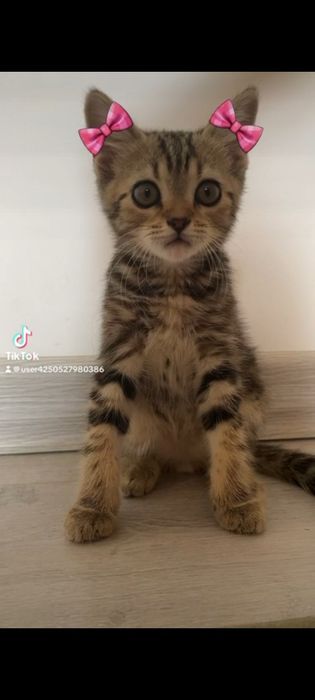 Отдам с кормом и лотком