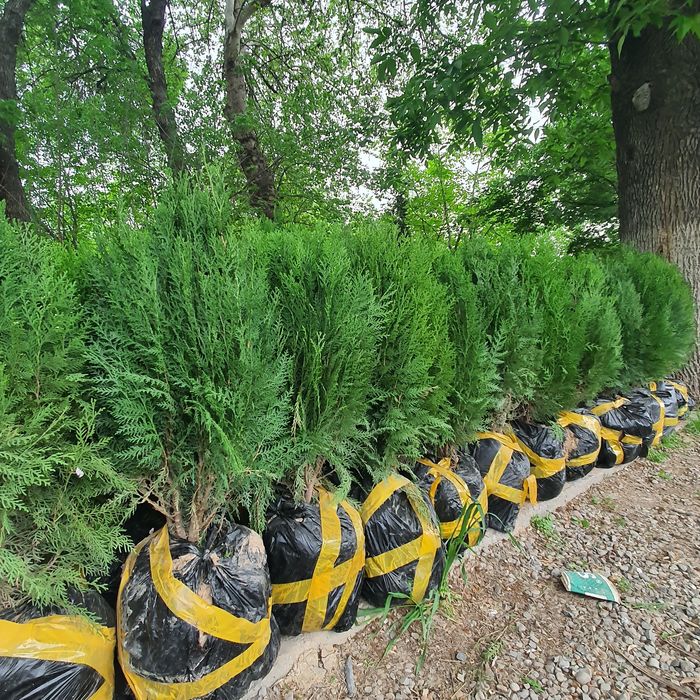 archa  арча туя tuya