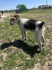 Vand un catel de fox terrier