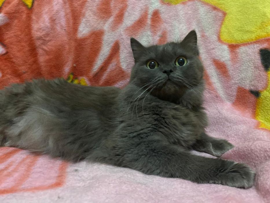 Кошечка отдаю в самые добрые руки