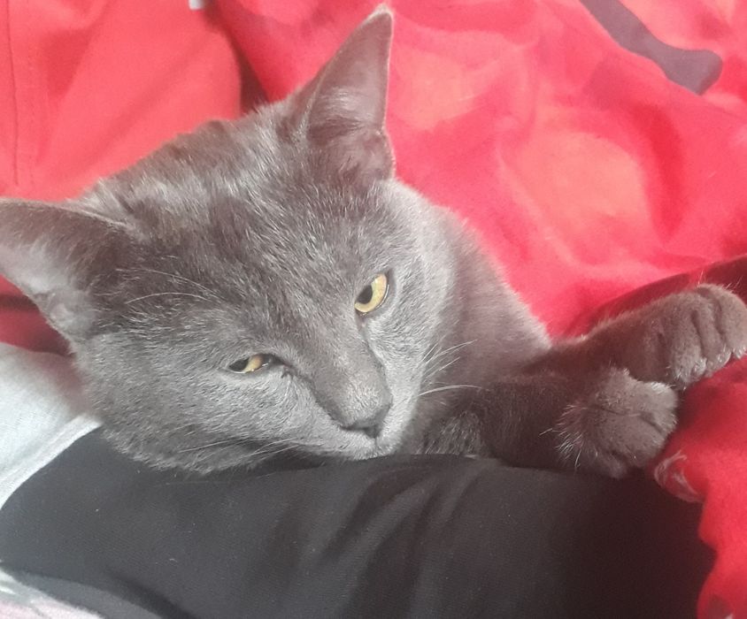 Мушук сотилади..