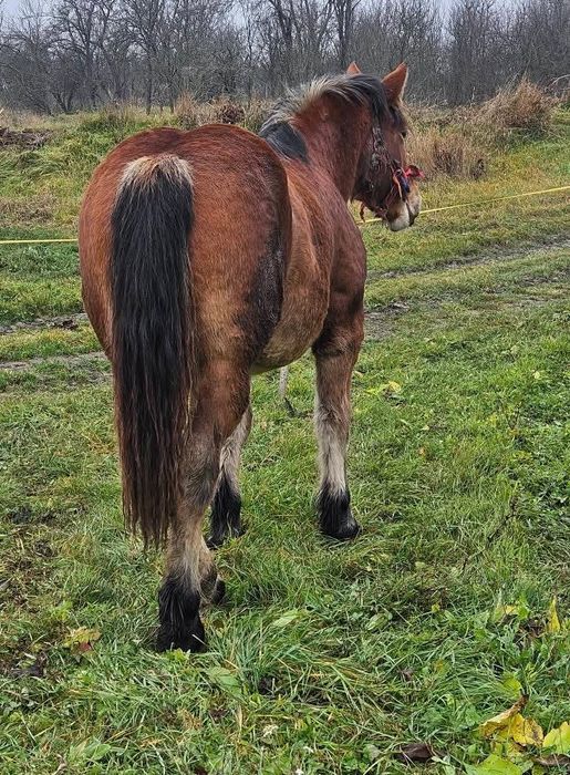 Vând iapa gestanta și manza de un an jumate