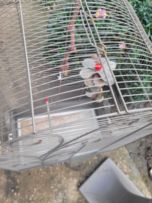 Colivie papagal imensa