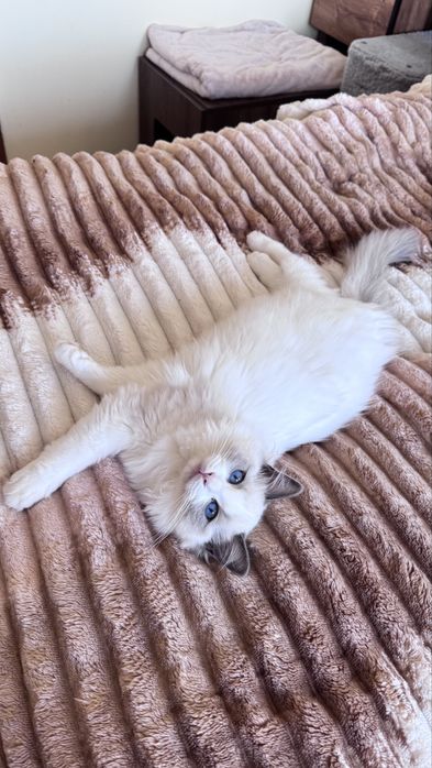 Регдол котенце търси своето семейство!