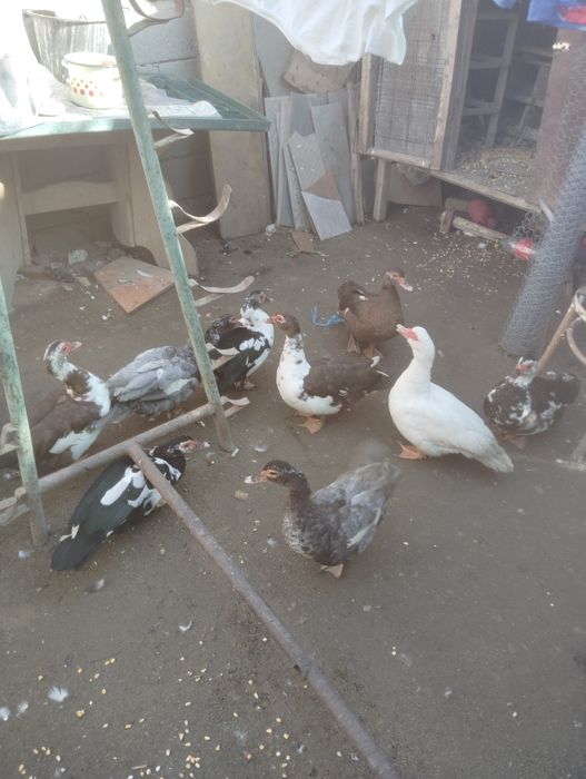 Rate mute ciocolatii și albastre albe