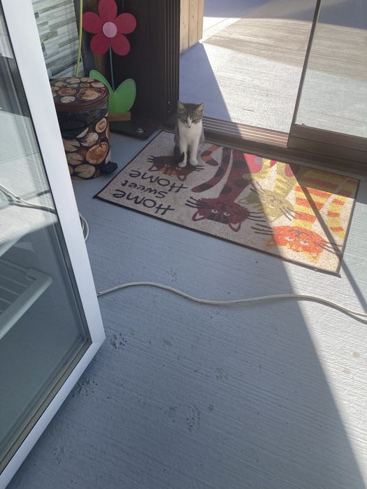 Подарявам котета