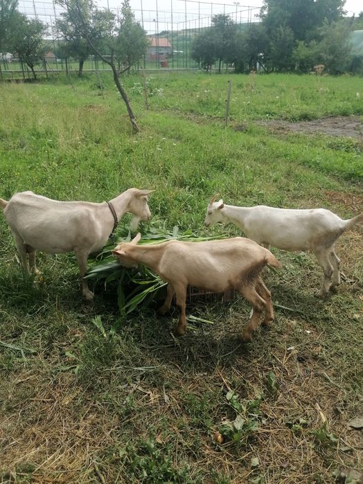 Vând 2 capre cu lapte