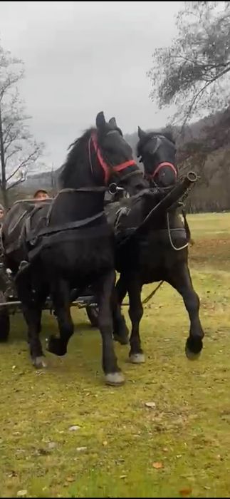 De de vânzare o perechie de cai castratii