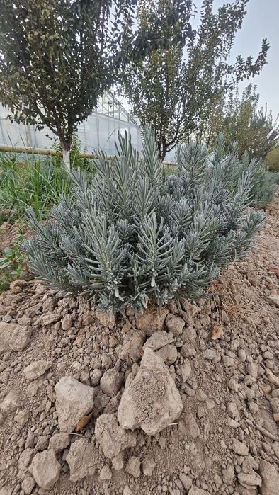 Lavanda Fransuskiy sort