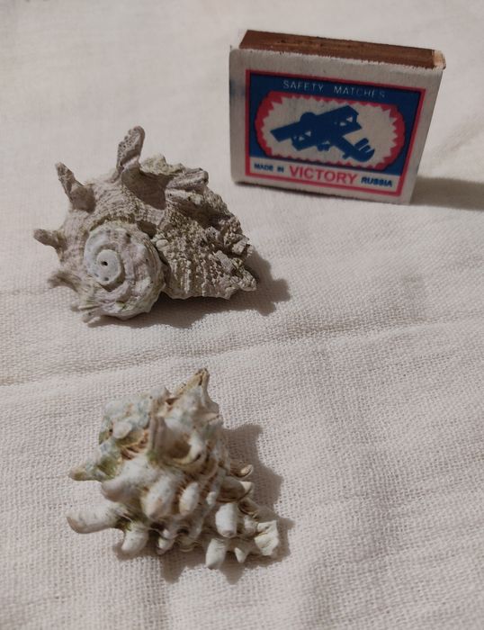 Ракушки натуральные,морские камни для аквариума.За  всё отдам 50 тыс