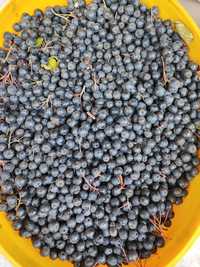Vând Fructe Aronia Plantație Proprie 2023