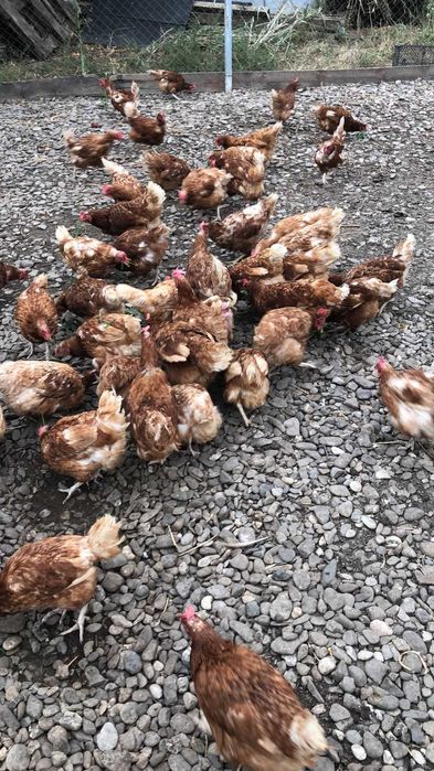 Gaini ouatoare de rasa