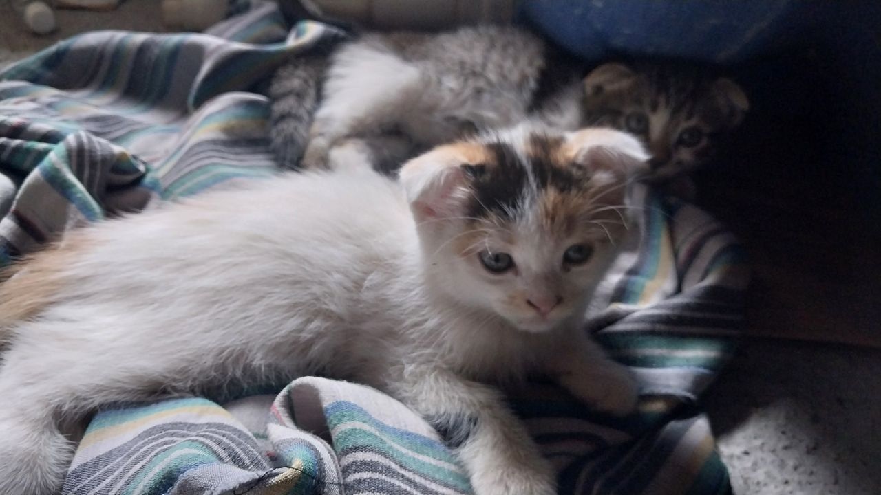 Продаётся кошка и котята