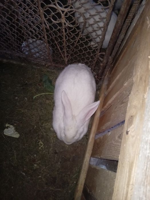 Vand Iepuroaica De Rasa German Urias Alb