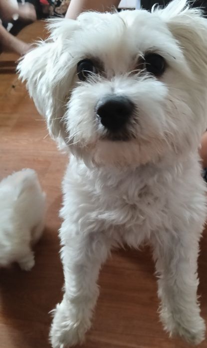 Cățeluși Bichon Maltez