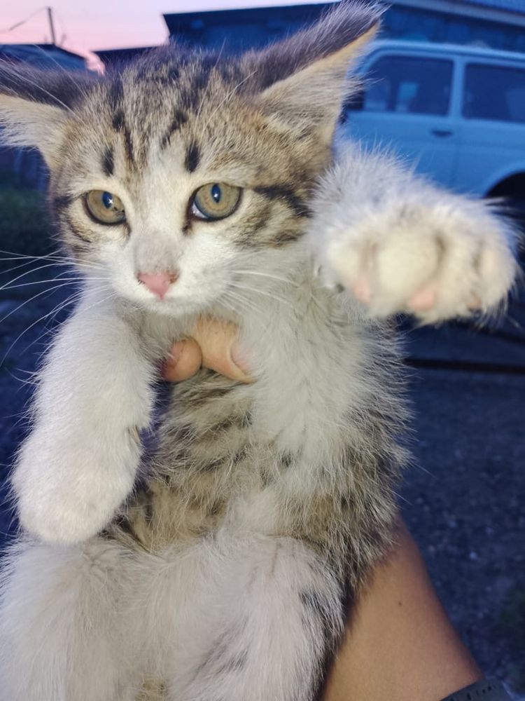 Котята бесплатно