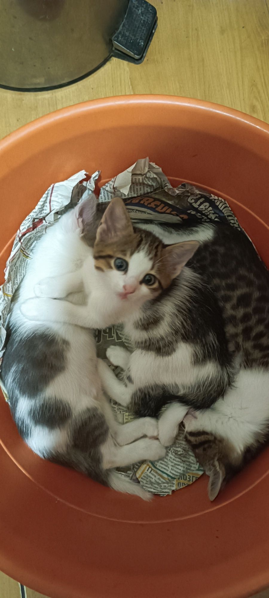Подарявам малки котета
