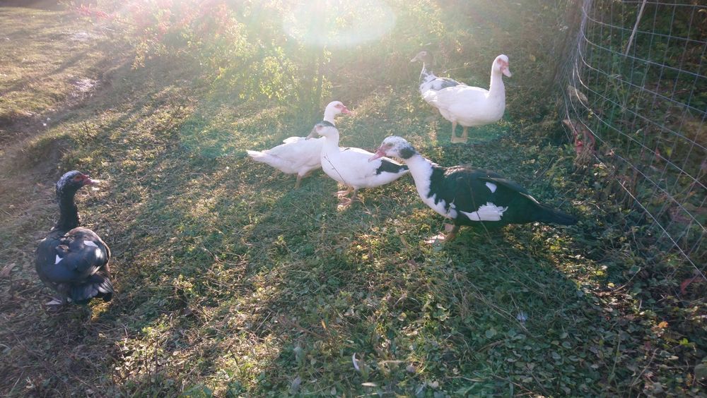 Rațe mute de vânzare