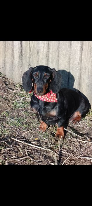 Femela Teckel 2 ani jumate