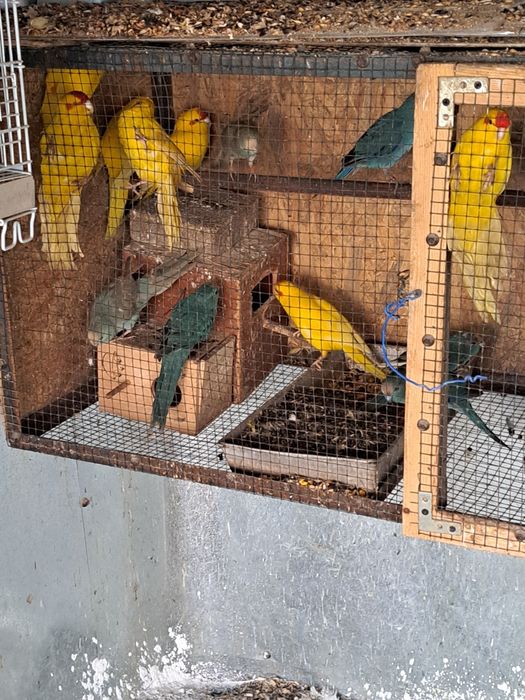 Papagali kakariki, perusi