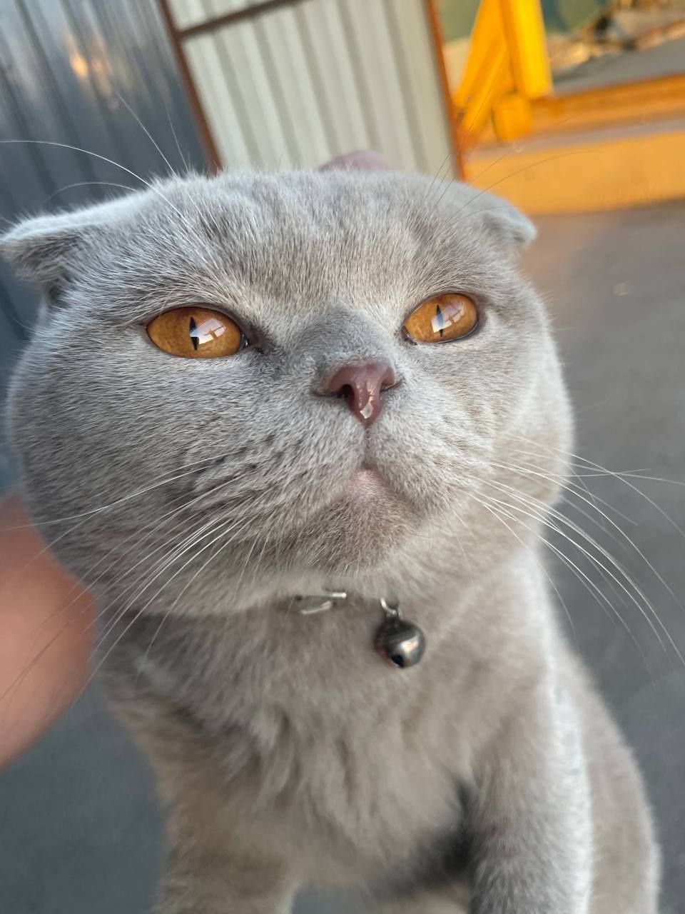 Мушук эркак скотч фолд